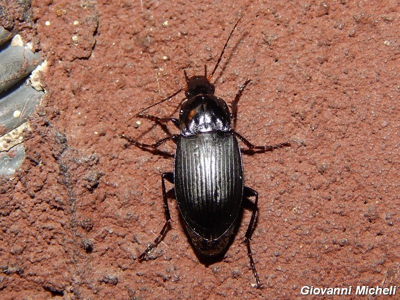 Carabidae del Parco del Ticino